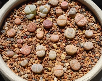 Lithops-50 Seeds+1 Plants (0.5’’)|Beginner Friendly, Rare Succulents, Living Stones