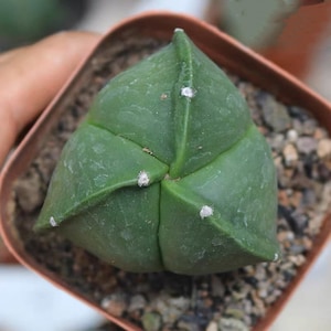 Live Plant-Astrophytum myriostigma (1-1.2”, 3 ribs)|Rare Succulent, Star Cactus