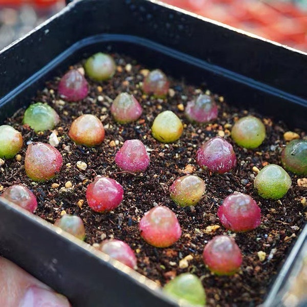 Seed-10/50 Conophytum burgeri|Rare Succulents