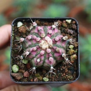 Live Plant-Gymnocalycium T-Lux (1.0")|Rare Succulent, Bishop's Cap Cactus, Star Cactus