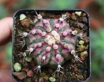 Live Plant-Gymnocalycium T-Lux (1.0")|Rare Succulent, Bishop's Cap Cactus, Star Cactus