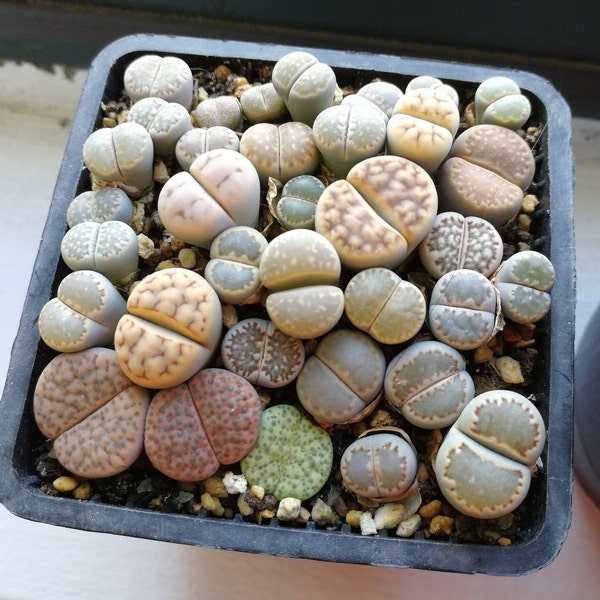 Seed-50 Lithops Mix Seeds|Rare Succulents, Living Stones, Colorful Faces, Exotic Rock