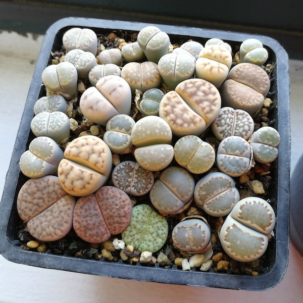 Seed-50 Lithops Mix Seeds | Rare Succulents, Living Stones, Colorful Faces, Exotic Rock