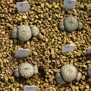 SAME as Pictured-Conophytum minimum 0.35, SMALLRare Succulents, Cute Plants image 5