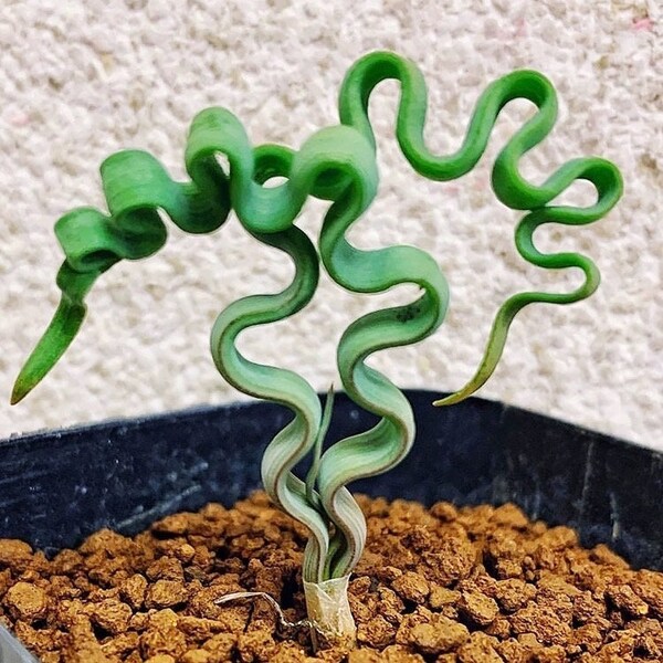 Bulb-Trachyandra tortilis (0.4", Sprouting)|Ornithogalum, Slime Lily, Spring Grass, Rare Succulent