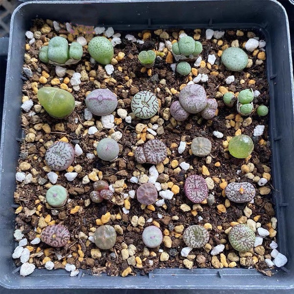 Seed-20/50 Conophytum Mix Seeds|Rare Succulents, Button Plants, Colorful Faces, Exotic Rock