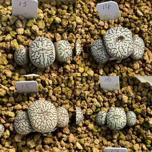 SAME as Pictured-Conophytum minimum 0.35, SMALLRare Succulents, Cute Plants image 6