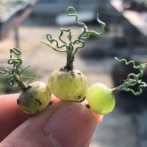 Bulb-Asparagaceae Ornithogalum Tortuosum (0.4", Sprouting)|Ornithogalum, Slime Lily, Spring Grass, Rare Succulent