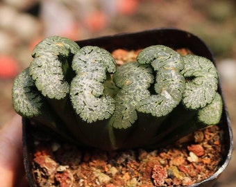 Live Plant-Haworthia truncata Black Warrior (1.5-2”)|Rare Succulent Collectibles