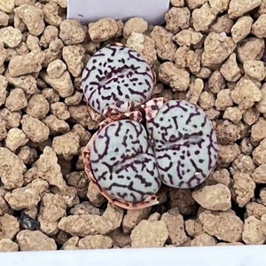 SAME as Pictured-Conophytum minimum 0.35, SMALLRare Succulents, Cute Plants image 2