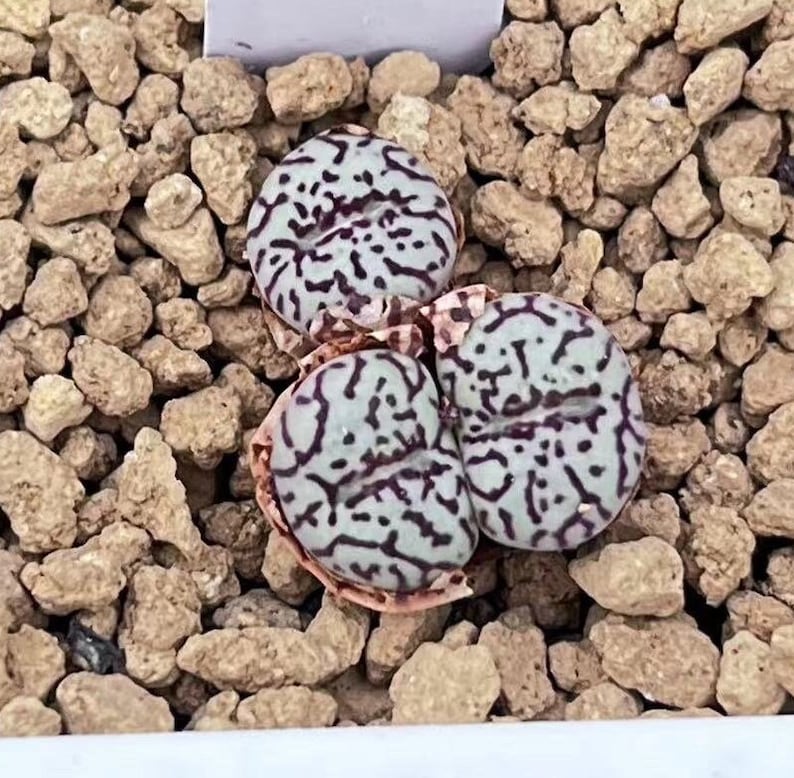 SAME as Pictured-Conophytum minimum 0.35, SMALLRare Succulents, Cute Plants image 2