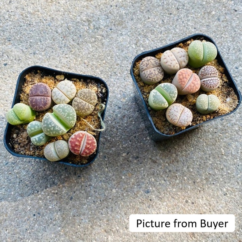 Live Plant-10/20 Lithops 0.4Beginner Friendly, Holiday Gift, Living Stones image 6