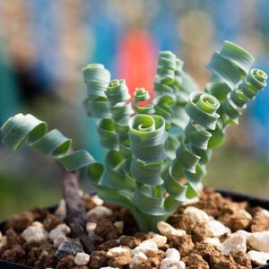 Albuca Concordiana Bulb (Awakening) - Spring Grass, Curly Leaves, Rare Succulents, Slime Lily