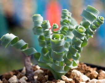 May include: A live Albuca spiralis plant featuring multiple pale green, tightly coiled, corkscrew-shaped leaves growing from a dark potting soil mixture topped with small white and brown stones in a black plastic container.
