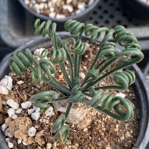 Bulb-Albuca viscosa (0.6-0.8", Dormant)|Ornithogalum, Slime Lily, Spring Grass, Rare Succulent