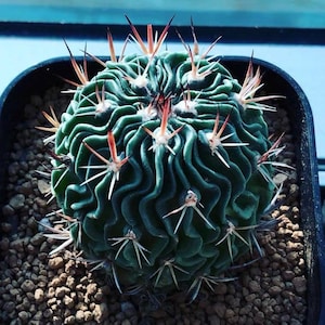 Live Plant-Stenocactus multicostatus 1.2-1.5Rare Succulent, Cactus image 6