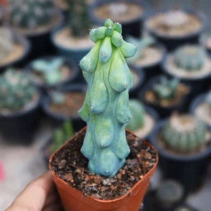 Live Plant-Boobie Cactus (Tall, 4-5") | Myrtillocactus geometrizans Fukurokuryuzinboku | Mother's Day Gift | Christmas Tree Cactus