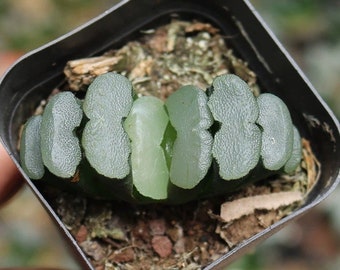 Live Plant-Haworthia truncata Hakuji Lens (1.5-2”)|Rare Succulent Collectibles