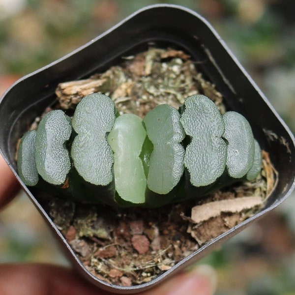 Live Plant-Haworthia truncata Hakuji Lens (1.5-2”)|Rare Succulent Collectibles