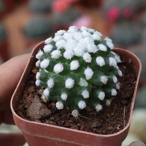 Live Plant-Mammillaria gracilis cv. Arizona Snowcap (Tall, 1.2”)|Rare Succulent, Feather Cactus