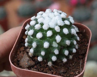 Live Plant-Mammillaria gracilis cv. Arizona Snowcap (Tall, 1.2”)|Rare Succulent, Feather Cactus