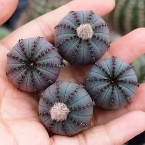 Live Plant-Frailea castanea v. nitens (1-1.2")|Rare Succulent, Bishop's Cap Cactus, Star Cactus