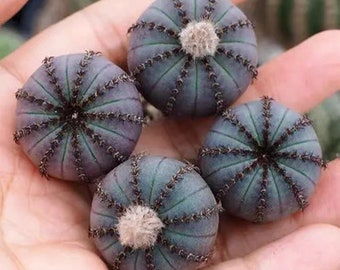 Live Plant-Frailea castanea v. nitens (1-1.2")|Rare Succulent, Bishop's Cap Cactus, Star Cactus