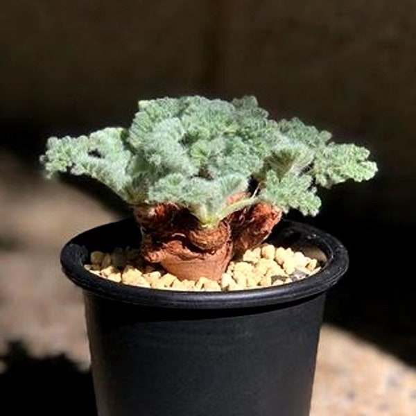 Caudex-Pelargonium appendiculatum (Waking Up)|Elephant's Foot, Hottentot bread, Rare Succulent