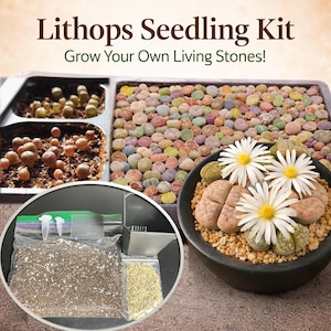 May include: A Lithops Seedling Kit with the text "Grow Your Own Living Stones!" is shown. The kit includes a tray of colorful, pebble-like plants, a black pot with Lithops plants and white flowers, and a bag of soil and seeds.