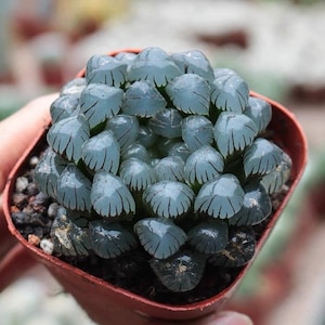 Live Plant-Haworthia cooperi Ice Lantern (1.2-1.5”)|Rare Succulent Collectibles