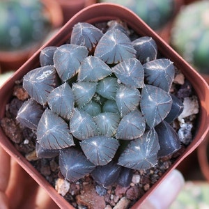 Lente Live Plant-Haworthia Kyodai Akasen (1,5-2")/Coleccionables suculentos raros