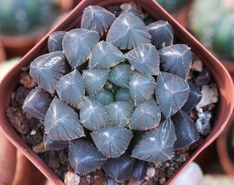 Live Plant-Haworthia Kyodai Akasen Lens (1.5-2”)|Rare Succulent Collectibles