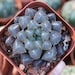 see more listings in the Haworthia section