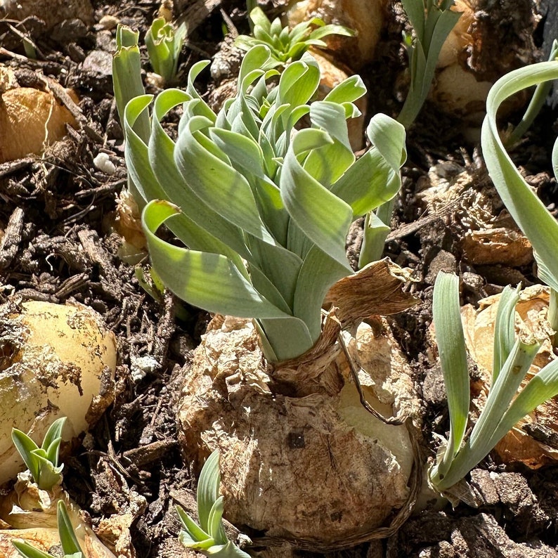 Bulb-Albuca Concordiana 0.6-0.8, DormantOrnithogalum, Slime Lily, Spring Grass, Rare Succulent image 6