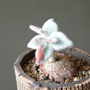 Caudex-Sinningia leucotricha (1-1.2”, Sprouting)|White Leaves, Rare Caudex Succulent