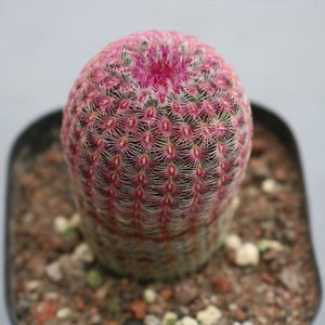 Live Plant-Echinocereus rigidissimus (3-4", Tall)|Rare Succulent, Arizona Rainbow Cactus