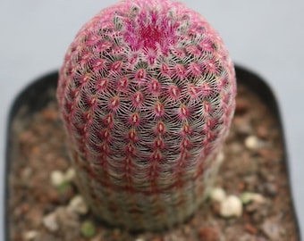 Live Plant-Echinocereus rigidissimus (3-4", Tall)|Rare Succulent, Arizona Rainbow Cactus