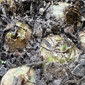 Bulb-Albuca Concordiana 0.6-0.8, DormantOrnithogalum, Slime Lily, Spring Grass, Rare Succulent image 3