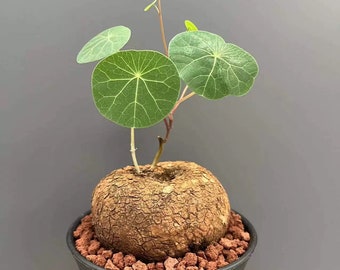 Caudex-Stephania erecta (1-1.5”, No Leaves)| Circle Leaves | Rare Caudex Succulent | Perfect Indoor Plant