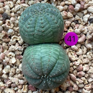 Live Plant-Euphorbia Obesa 1-1.2, Few RootsRare Succulent, Stripe Cactus image 4