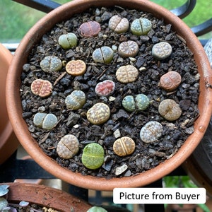 Live Plant-10/20 Lithops 0.4Beginner Friendly, Holiday Gift, Living Stones image 7