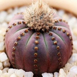 Live Plant-Frailea castanea v. nitens 1-1.2Rare Succulent, Bishop's Cap Cactus, Star Cactus image 4