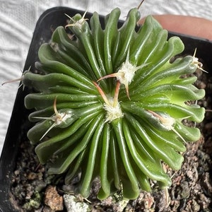 Live Plant-Stenocactus multicostatus 1.2-1.5Rare Succulent, Cactus image 5
