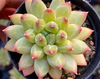 Live Plant-Echeveria Lime (1.2-1.5”)|Rare Succulent