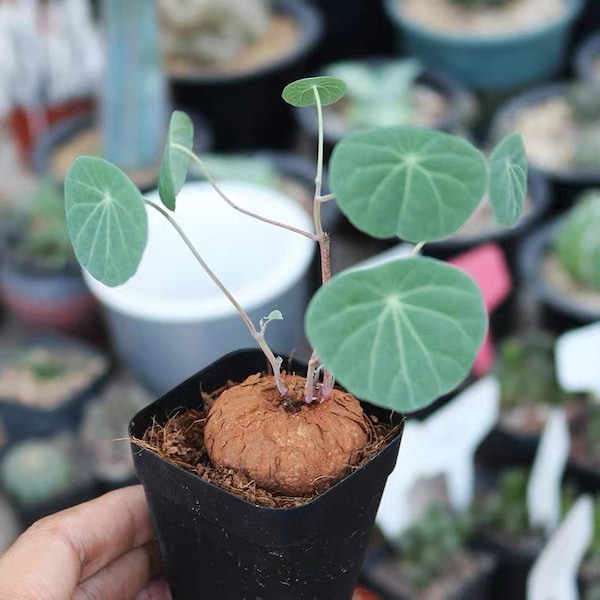 Caudex-Stephania erecta (1-1.5”, No Leaves)| Circle Leaves | Rare Caudex Succulent | Perfect Indoor Plant