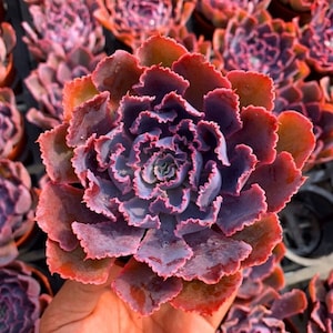 Live Plant-Echeveria Neon breaker | Rare Purple Succulent