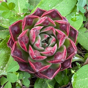 Live Plant-Echeveria longissima var. Bumps (1.5-2")|Rare Succulent, Pink Plant