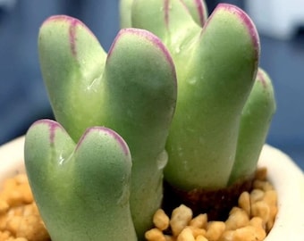 Live Plant-Conophytum bilobum Cluster (3-5 heads) |Rare Succulents, Cute Plants