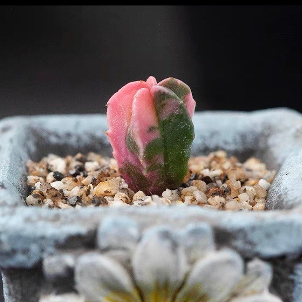 Live Plant-Variegated Astrophytum myriostigma (0.4")|Seedlings, Variegated Cactus, Sand Dollar Cactus, Star Cactus