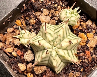 SAME as Pictured-Euphorbia Meloformis Variegata (Pot size: 5 cm)|Rare Succulent Collectibles